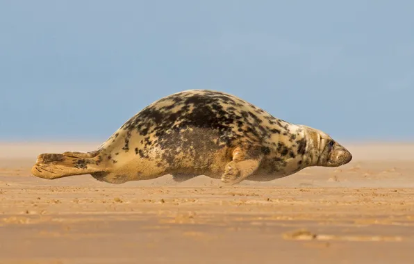 Animals, nature, mammals, seals