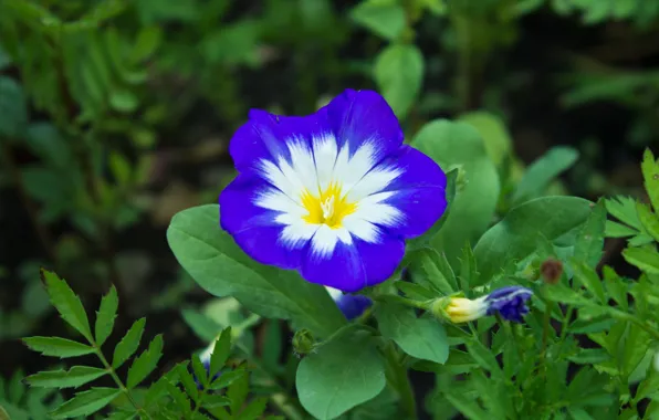 Picture Macro, Macro, Blue flower, Blue flower