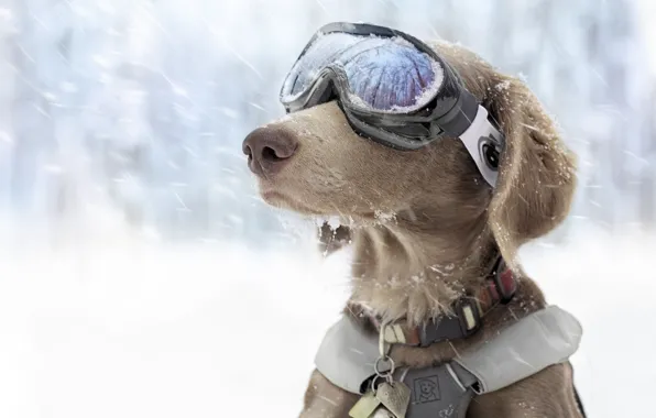 Winter, snow, dog, glasses, sports, ski
