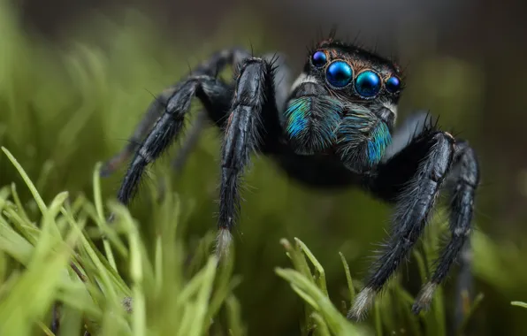 Grass, eyes, look, macro, nature, green, background, black