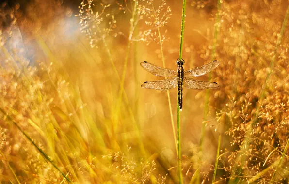 Grass, drops, Rosa, glare, dragonfly, a blade of grass, panicles