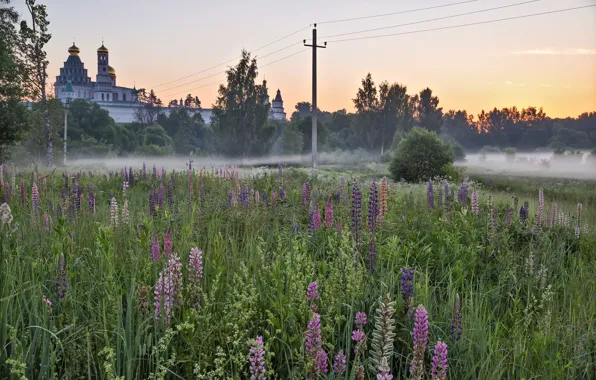 Fog, wire, post, Church, lupins