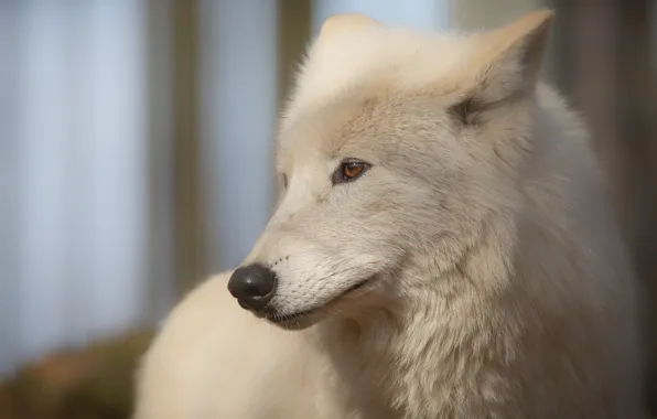 Picture white, look, face, background, wolf, portrait, handsome, Arctic