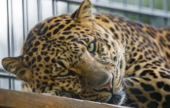 Picture cat, look, face, leopard, ©Tambako The Jaguar