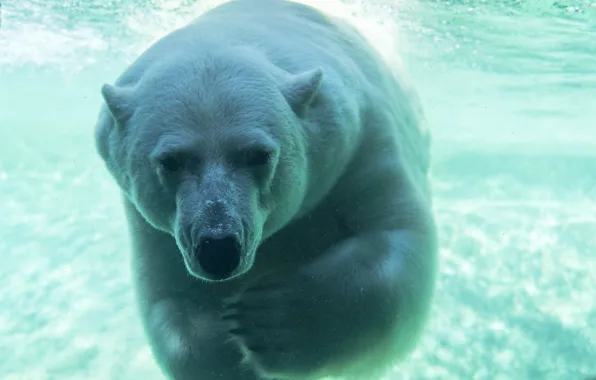 Face, predator, bathing, polar bear, under water
