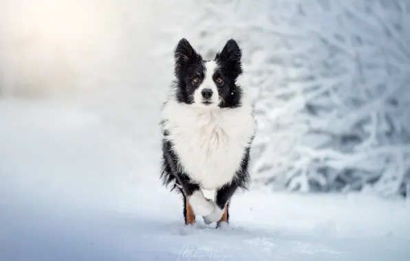 Winter, snow, dog, walk, bokeh, The border collie, Ekaterina Kikot