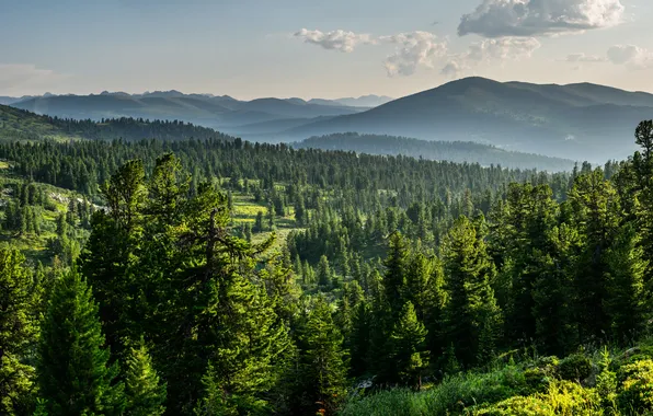 Picture forest, view, mountain, tree, russia, siberia, pine, cedar