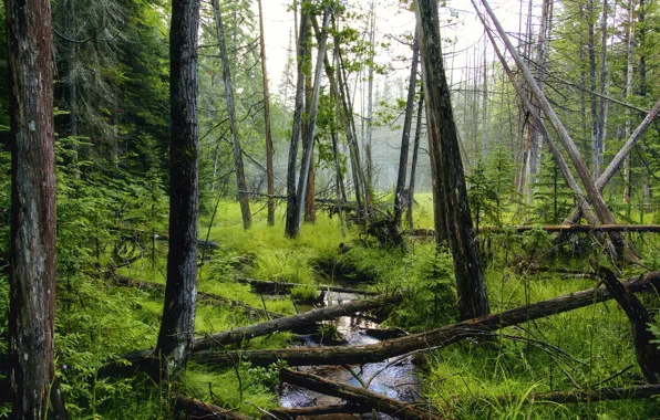 Forest, trees, stream, deadwood