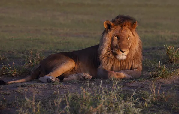 Look, nature, pose, Leo, Savannah, lies