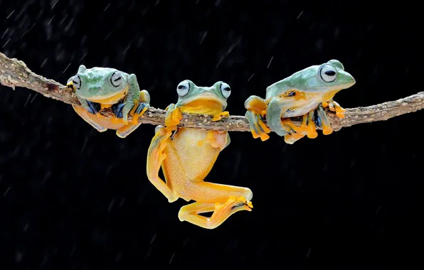 Look, rain, frogs, three, black background, trio, poses, training