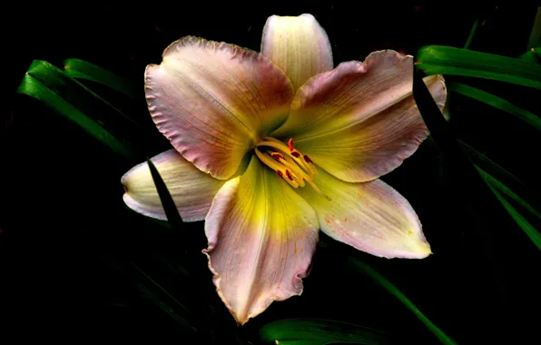 Flower, black background, daylilies