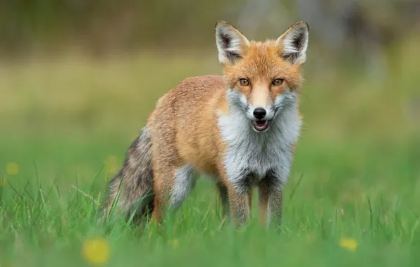 Greens, summer, grass, look, background, glade, mouth, Fox