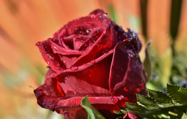 Drops, macro, red, roses, buds