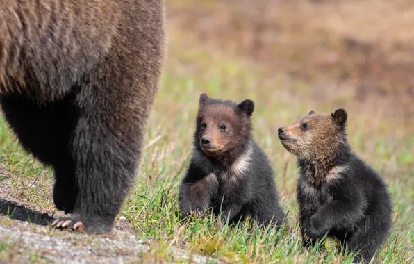 Picture grass, look, pose, glade, two, paws, baby, bear