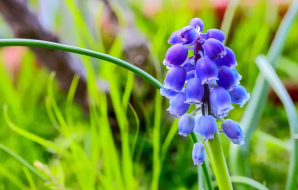 Greens, leaves, flowers, blur, spring, lilac, bokeh, Muscari