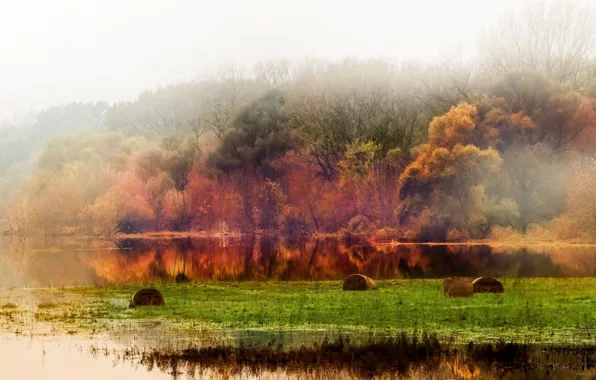 Picture autumn, forest, landscape, foliage, pond, photographer, Tomas Hauk