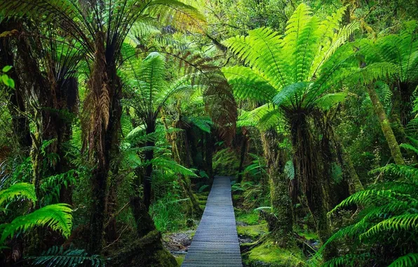 Forest, trees, landscape, bridge, nature, tropics, palm trees, trail