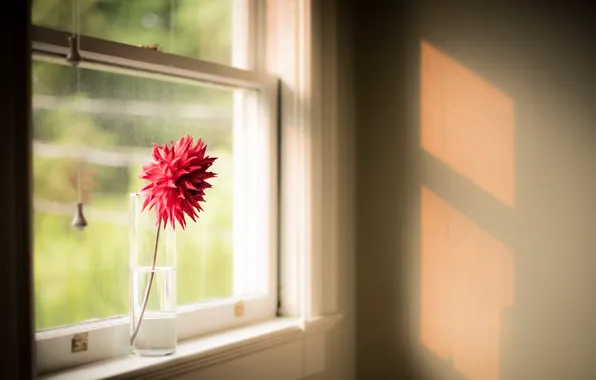 Picture flowers, home, window
