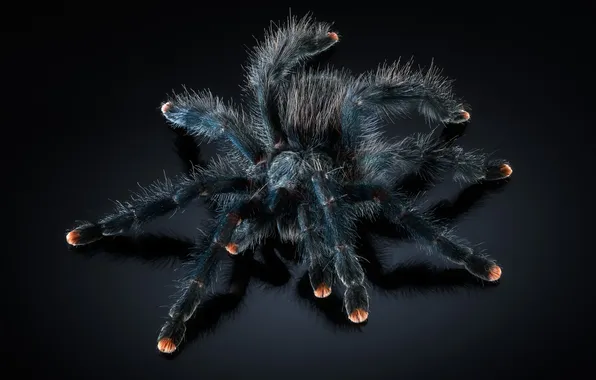 Macro, the dark background, spider, Anton Rostov, Poecilotheria metallica, The bird-eating spider