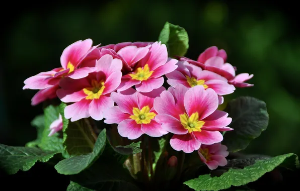 Picture macro, pink, Primula