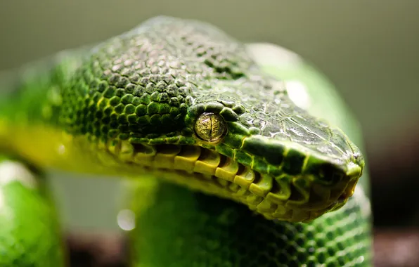 Green, snake, animal