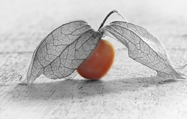 Picture leaves, nature, berry, the fruit