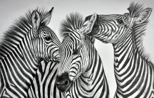 Picture background, figure, Zebra