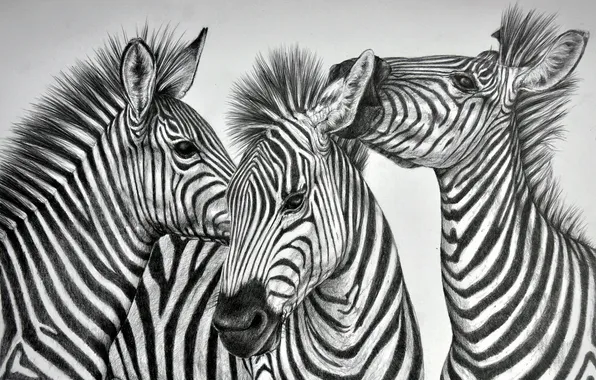 Background, figure, Zebra