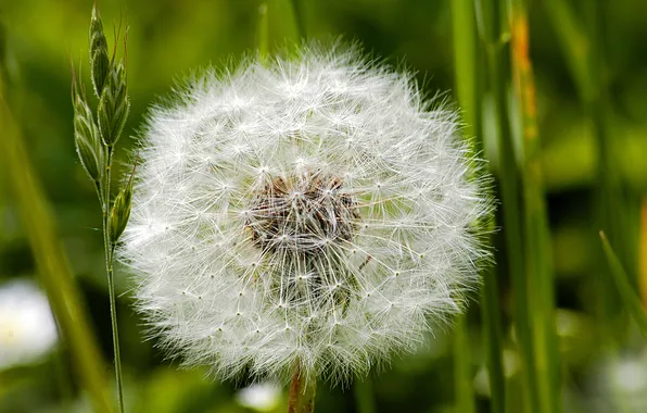 BACKGROUND, GRASS, GREEN, MACRO, DANDELION, FLUFF