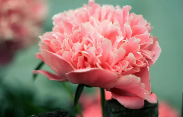 Picture flower, flowers, pink, peony