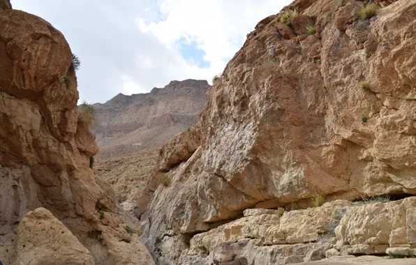 Nature, Yellow, Wild, Summer, Stone, Desert, Israel, Nofilter