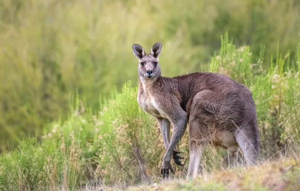 Look, kangaroo, the bushes
