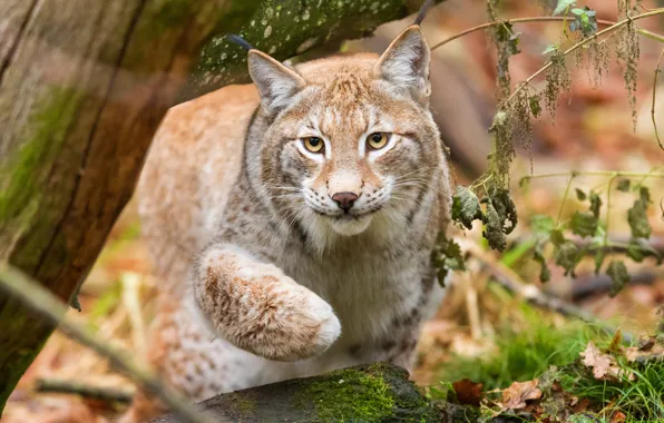 Forest, cat, grass, look, face, pose, tree, paw