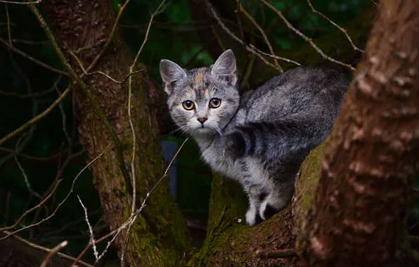 Cat, cat, look, trees, branches, nature, pose, the dark background