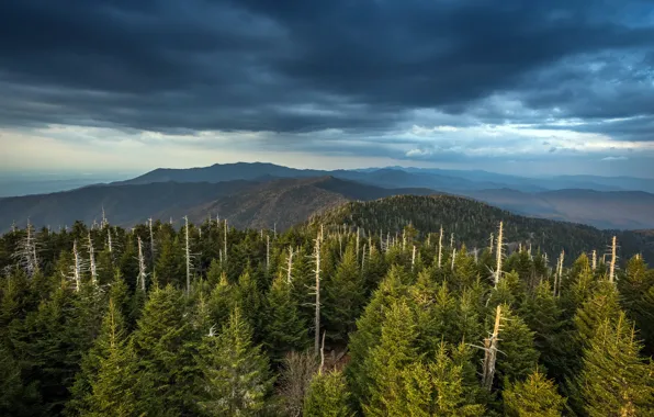 Picture forest, the sky, nature