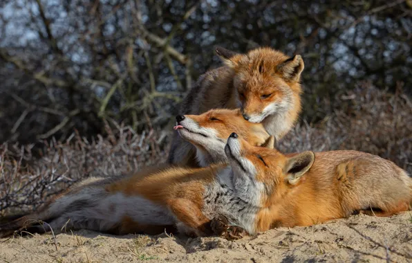 Language, look, branches, nature, pose, stay, sleep, friendship