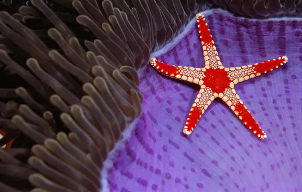 Sea, stars, nature, Borneo, Necklace sea star, Sipadan