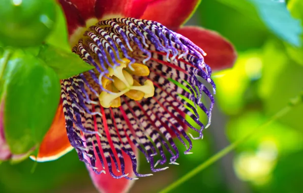Macro, Passionflower, Passion flower