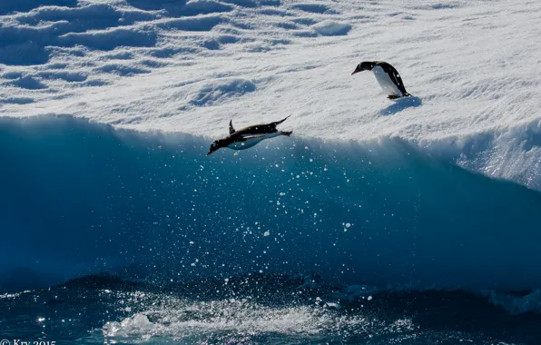 Animal, penguins, Antarctica