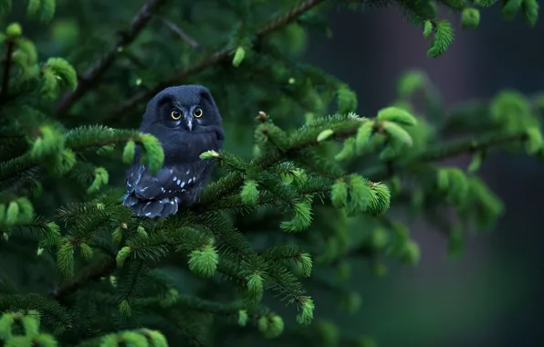 Picture branches, nature, spruce, cub, needles, chick, owlet