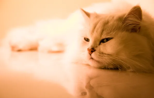 Picture reflection, loneliness, fluffy