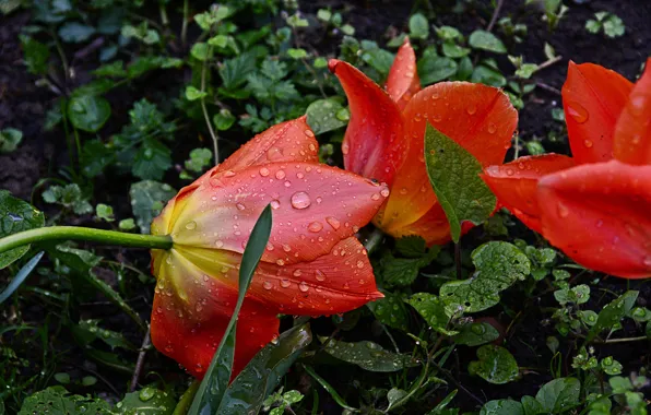 Picture Rain, Drops, Raindrops, Red tulips, Red tulips