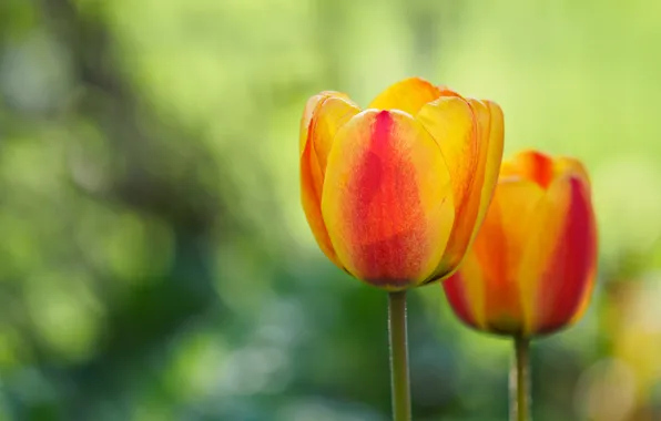 Tulip, spring, petals