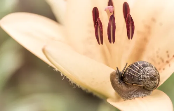 Picture flower, macro, Lily, snail, petals, stamens