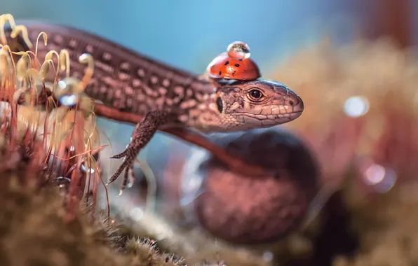 Picture water, macro, sprouts, drop, ladybug, beetle, lizard, Vladlena Lapshina