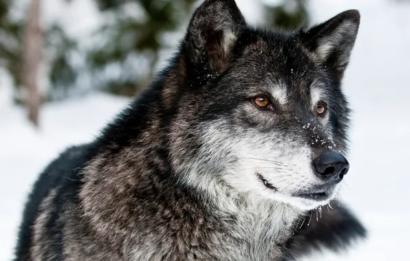 Winter, look, face, snow, nature, wolf, predator