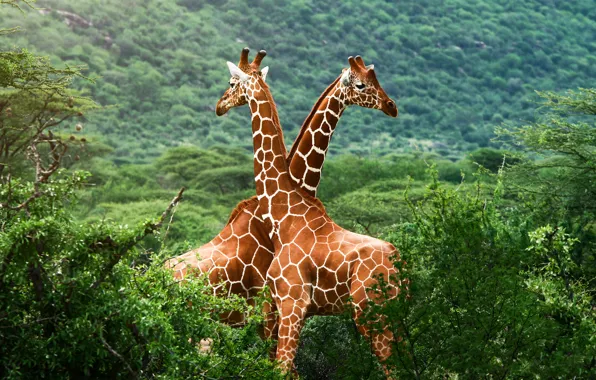 Picture greens, giraffes, Savannah, Africa
