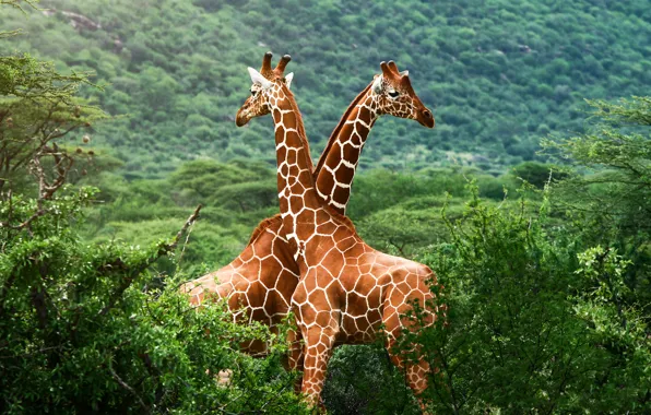 Greens, giraffes, Savannah, Africa