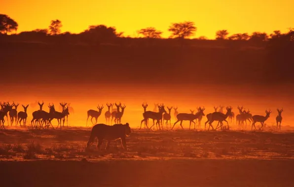 Picture sunset, Savannah, Africa