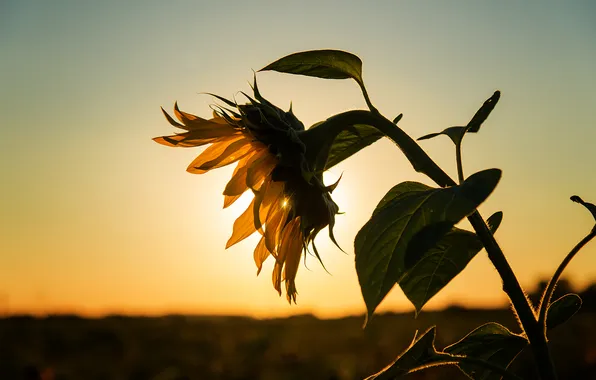 Picture nature, background, sunflower